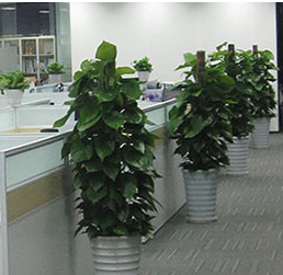 北京办公室绿植租赁，你需要考虑哪些方面